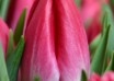 Tulipa Bolroyal Pink (3)